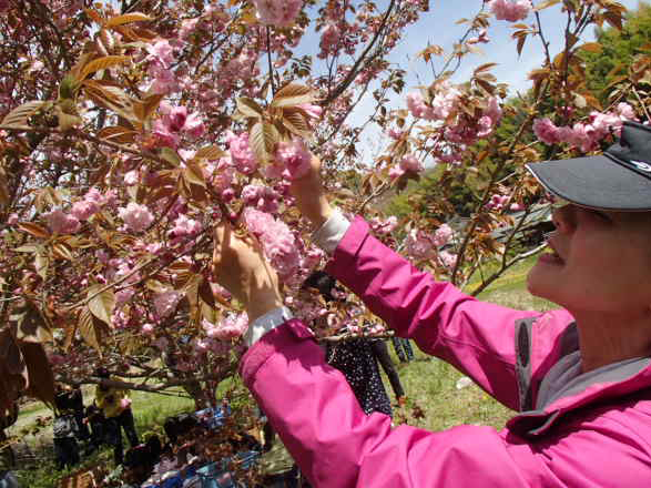 桜摘み